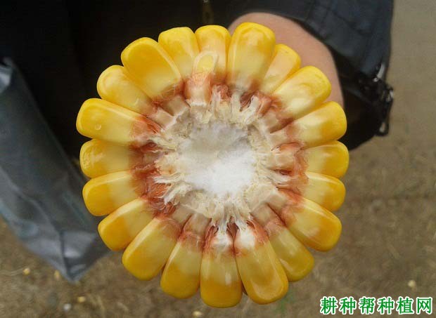 宁玉311玉米品种好不好? 宁玉311玉米品种好不好?