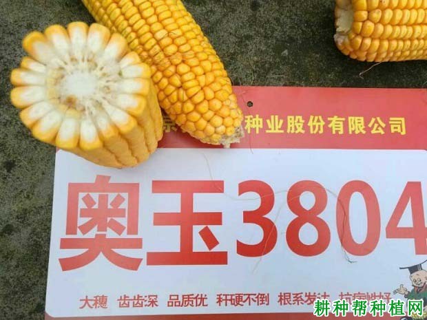 奥玉3804玉米品种好不好? 奥玉3804玉米品种好不好?