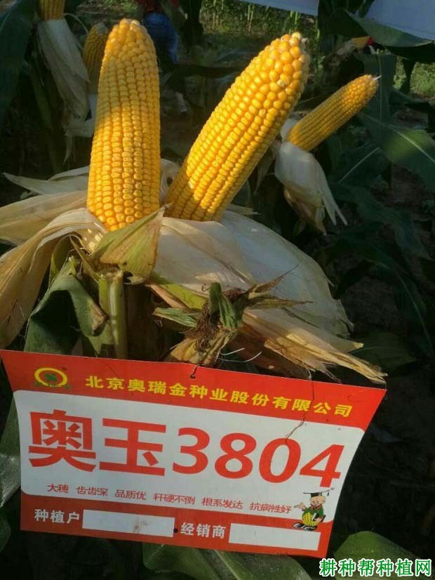 奥玉3804玉米品种好不好? 奥玉3804玉米品种好不好?