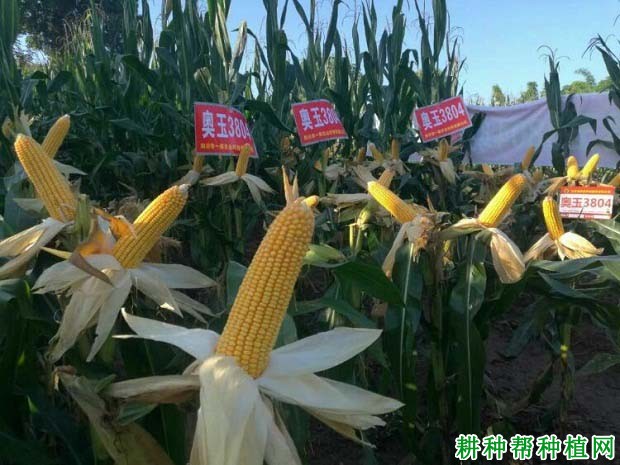 奥玉3804玉米品种好不好? 奥玉3804玉米品种好不好?