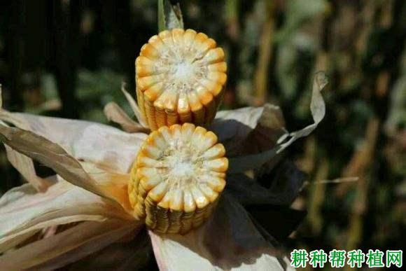 辽单565玉米品种好不好? 辽单565玉米品种好不好?