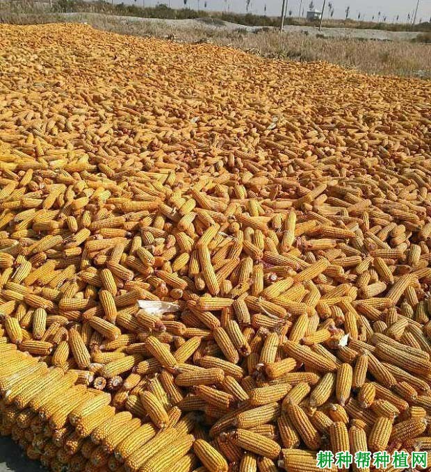 辽单565玉米品种好不好? 辽单565玉米品种好不好?