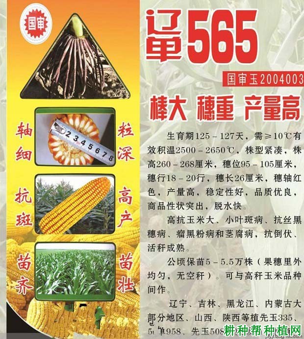 辽单565玉米品种好不好? 辽单565玉米品种好不好?