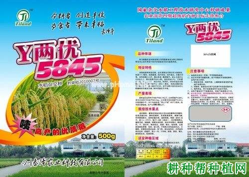 Y两优5845水稻品种好不好? Y两优5845水稻品种好不好?