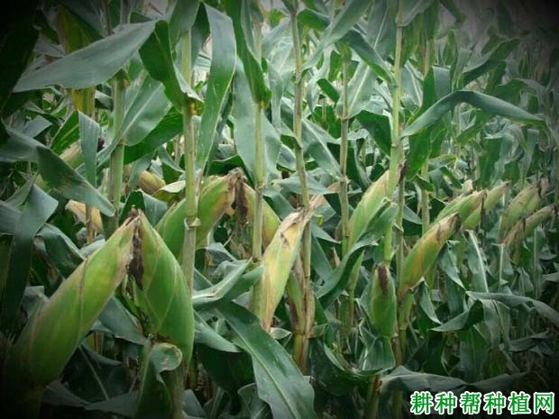 禾玉9566玉米品种好不好? 禾玉9566玉米品种好不好?