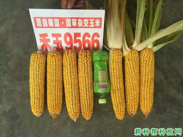 禾玉9566玉米品种好不好? 禾玉9566玉米品种好不好?