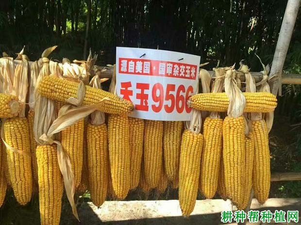 禾玉9566玉米品种好不好? 禾玉9566玉米品种好不好?