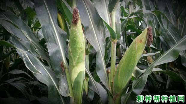 禾玉9566玉米品种好不好? 禾玉9566玉米品种好不好?