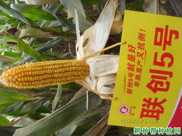 联创5号玉米品种好不好? 联创5号玉米品种好不好?