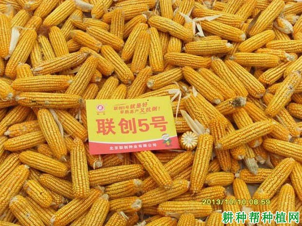 联创5号玉米品种好不好? 联创5号玉米品种好不好?