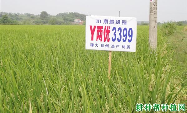 Y两优3399水稻品种好不好? Y两优3399水稻品种好不好?