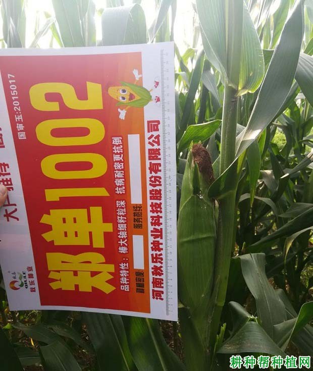郑单1002玉米品种好不好? 郑单1002玉米品种好不好?