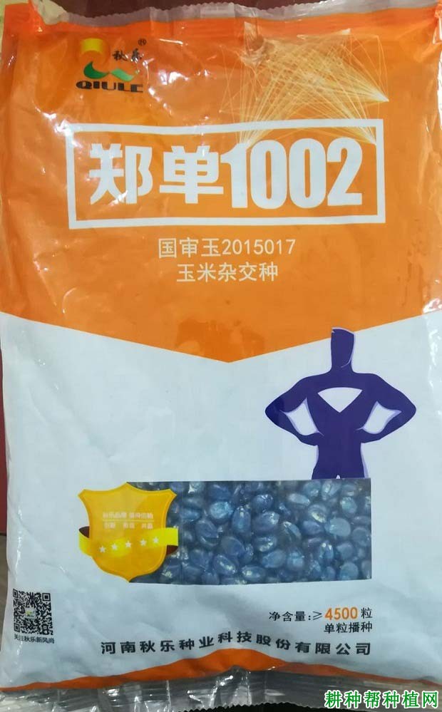 郑单1002玉米品种好不好? 郑单1002玉米品种好不好?