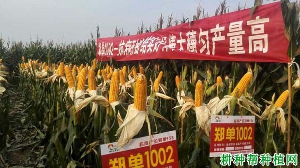 郑单1002玉米品种好不好? 郑单1002玉米品种好不好?