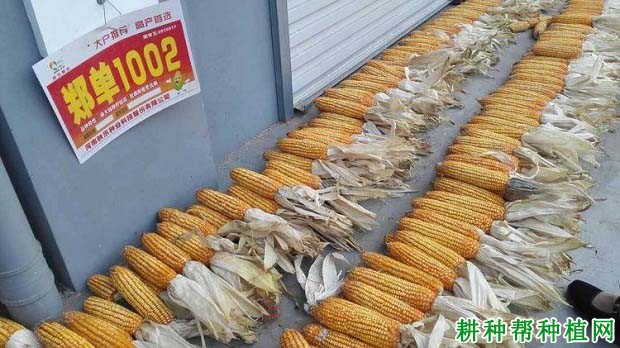 郑单1002玉米品种好不好? 郑单1002玉米品种好不好?