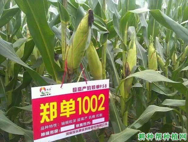 郑单1002玉米品种好不好? 郑单1002玉米品种好不好?