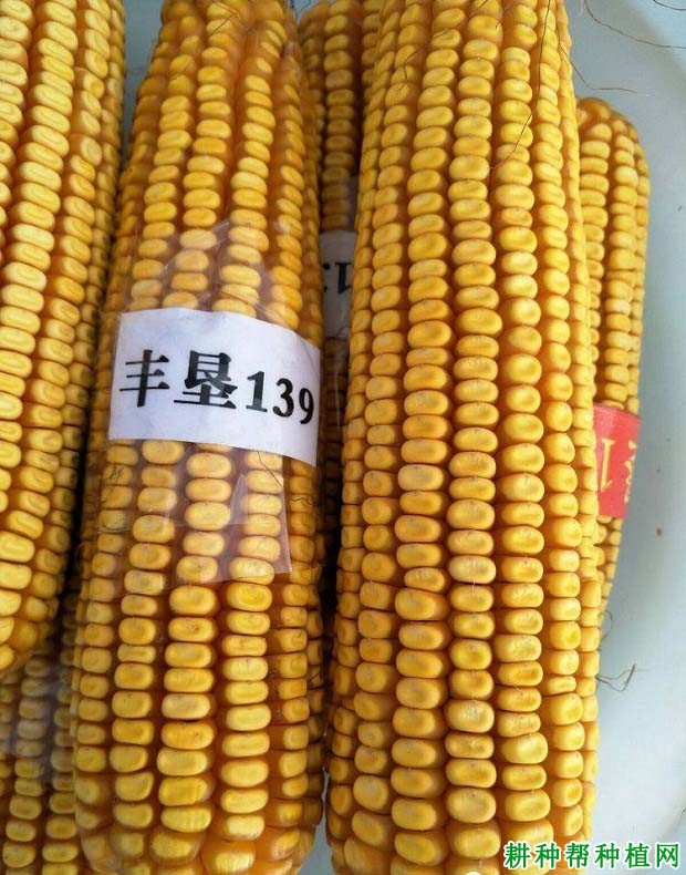 丰垦139玉米品种好不好? 丰垦139玉米品种好不好?