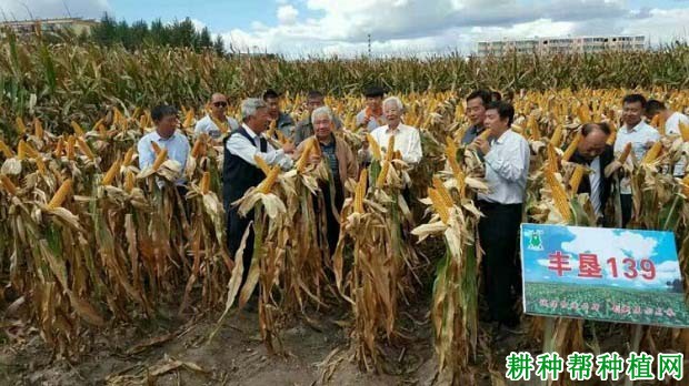 丰垦139玉米品种好不好? 丰垦139玉米品种好不好?
