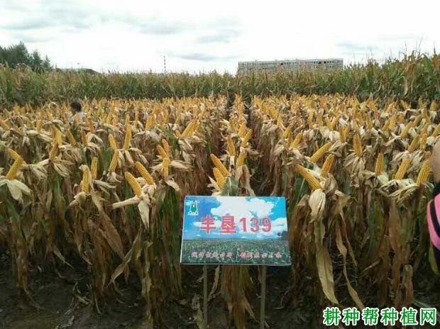 丰垦139玉米品种好不好? 丰垦139玉米品种好不好?