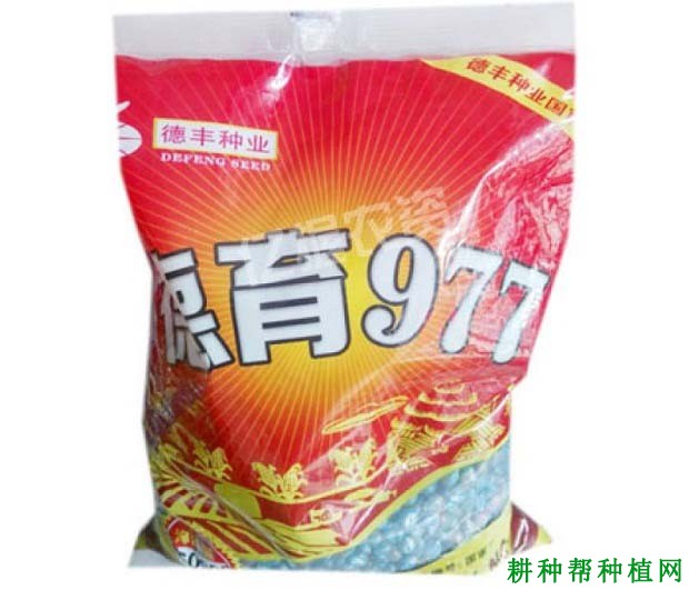 德育977玉米品种好不好? 德育977玉米品种好不好?