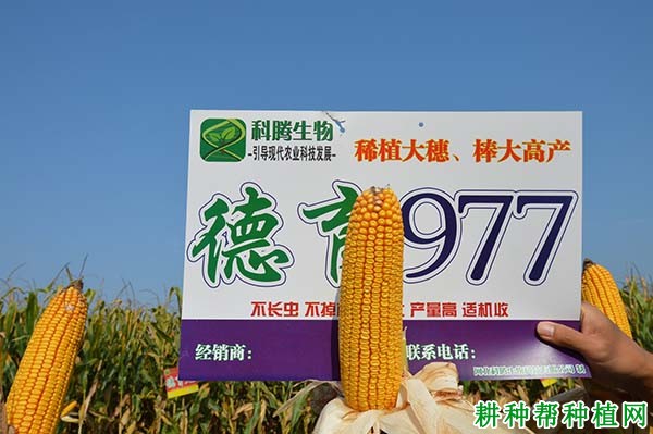德育977玉米品种好不好? 德育977玉米品种好不好?