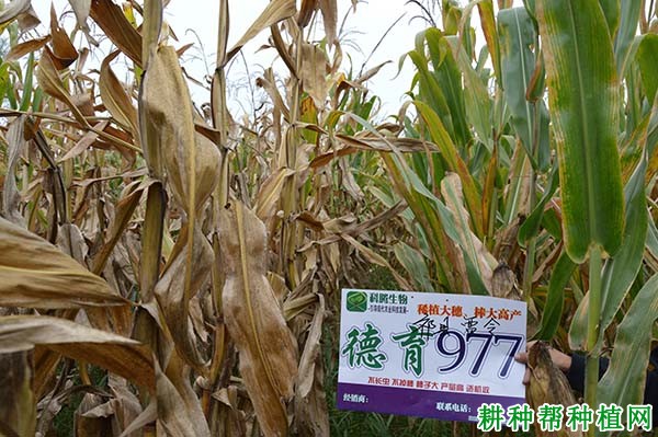 德育977玉米品种好不好? 德育977玉米品种好不好?