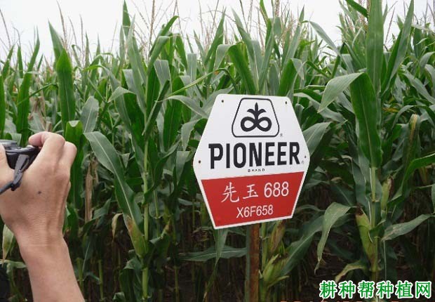 先玉688玉米品种好不好? 先玉688玉米品种好不好?