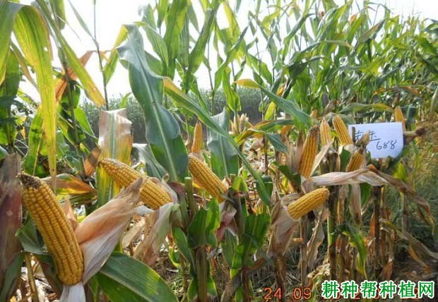先玉688玉米品种好不好? 先玉688玉米品种好不好?