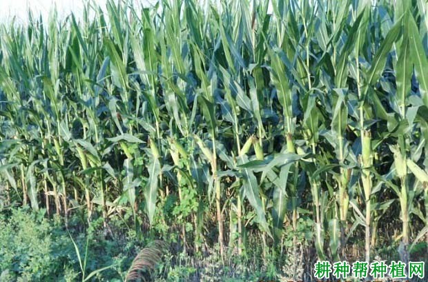 先玉688玉米品种好不好? 先玉688玉米品种好不好?