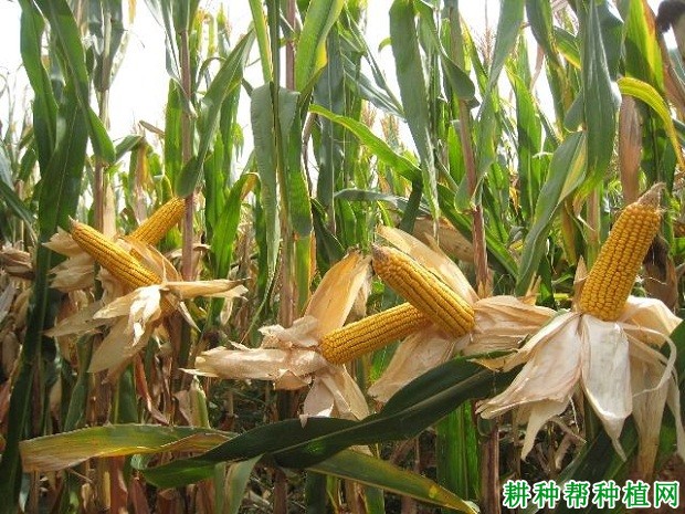 九玉1034玉米品种好不好? 九玉1034玉米品种好不好?