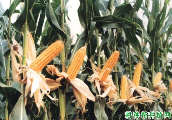 九玉1034玉米品种好不好? 九玉1034玉米品种好不好?
