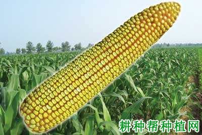 九玉1034玉米品种好不好? 九玉1034玉米品种好不好?
