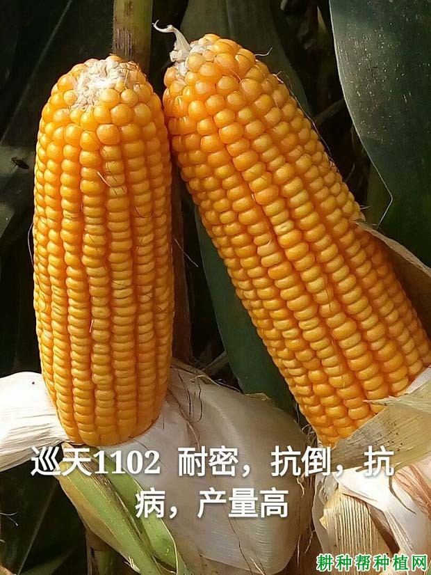 巡天1102玉米品种好不好? 巡天1102玉米品种好不好?