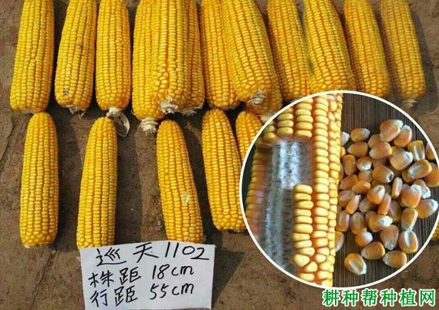 巡天1102玉米品种好不好? 巡天1102玉米品种好不好?