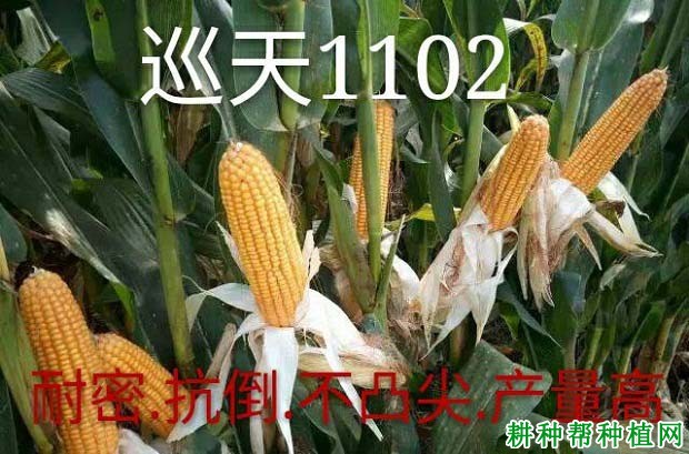 巡天1102玉米品种好不好? 巡天1102玉米品种好不好?