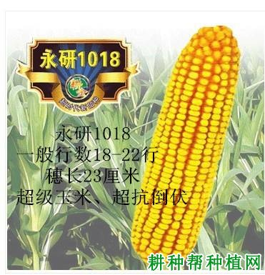 永研1018玉米品种好不好? 永研1018玉米品种好不好?