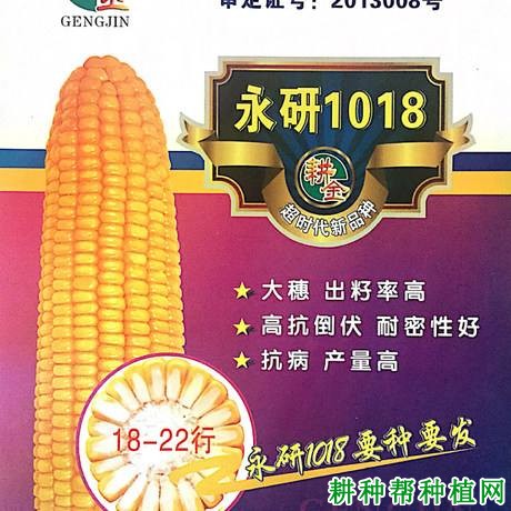永研1018玉米品种好不好? 永研1018玉米品种好不好?