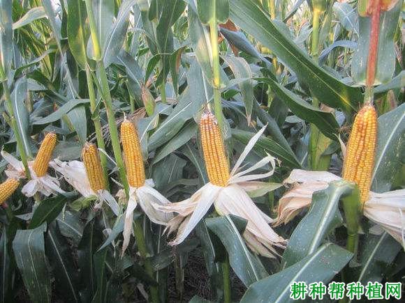 邵单8号玉米品种好不好? 邵单8号玉米品种好不好?