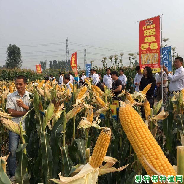 邵单8号玉米品种好不好? 邵单8号玉米品种好不好?