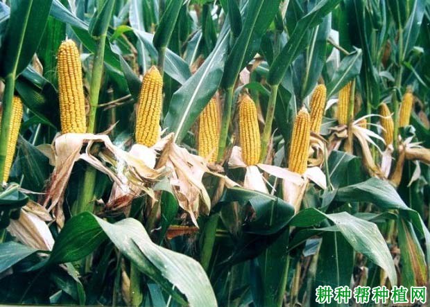 郑单958玉米品种好不好? 郑单958玉米品种好不好?