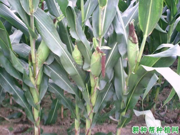 郑单958玉米品种好不好? 郑单958玉米品种好不好?