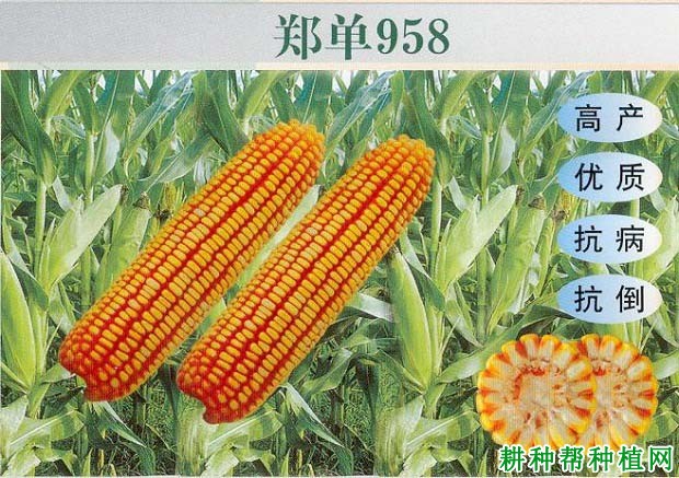郑单958玉米品种好不好? 郑单958玉米品种好不好?