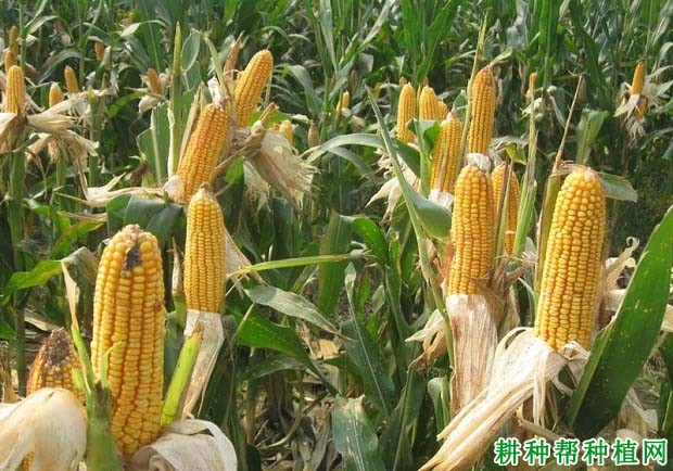 纯玉958玉米品种好不好? 纯玉958玉米品种好不好?