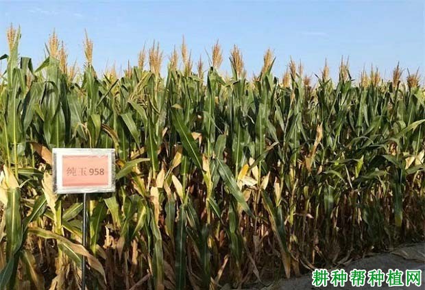 纯玉958玉米品种好不好? 纯玉958玉米品种好不好?