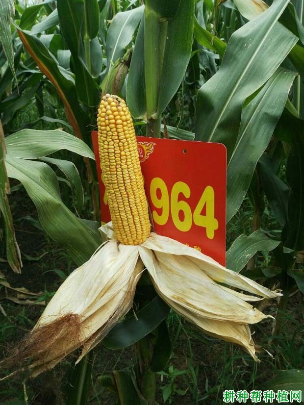 沃玉964玉米品种好不好? 沃玉964玉米品种好不好?