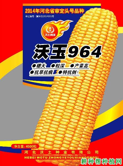 沃玉964玉米品种好不好? 沃玉964玉米品种好不好?