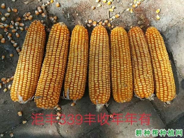 洰丰339玉米品种好不好? 洰丰339玉米品种好不好?