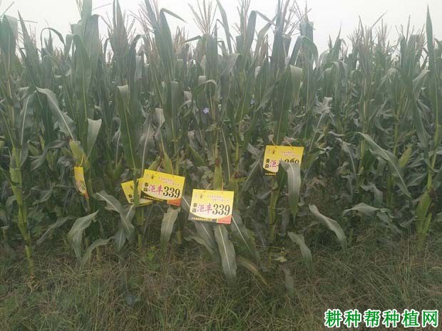 洰丰339玉米品种好不好? 洰丰339玉米品种好不好?