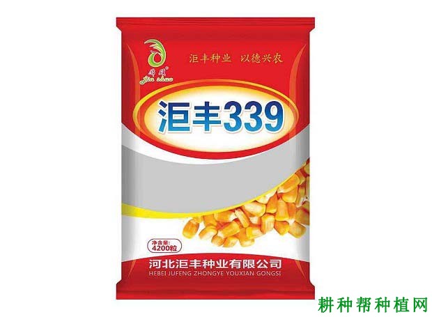 洰丰339玉米品种好不好? 洰丰339玉米品种好不好?