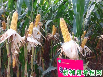 鲁单818玉米品种好不好? 鲁单818玉米品种好不好?